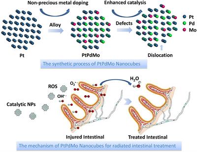 Dislocation Engineered PtPdMo Alloy With Enhanced Antioxidant Activity for Intestinal Injury